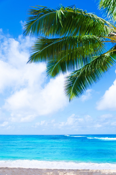 ハワイ、カウアイ島の砂浜でココナッツ椰子の木 - 写真・画像