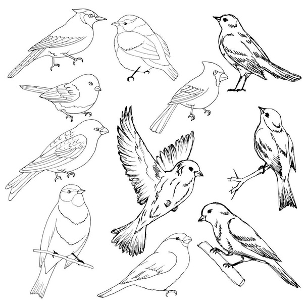 vector illustration, different birds, line drawing, isolate on a white background - Vecteur, image