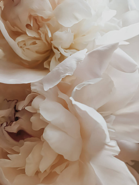 Bézs bazsarózsa virág, mint elvont virágos háttér ünnep márka - Fotó, kép