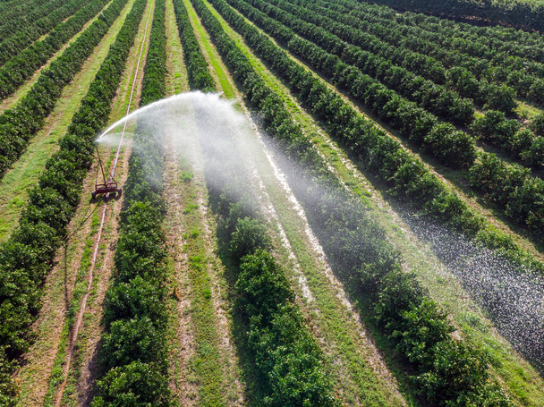 Irrigation dans une plantation d'orangers par une journée ensoleillée au Brésil. - Photo, image