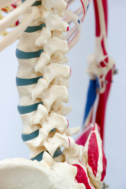 colonna vertebrale toracica con spina dorsale, modello di ossa della colonna vertebrale per fisiologia in laboratorio di anatomia. - Foto, immagini