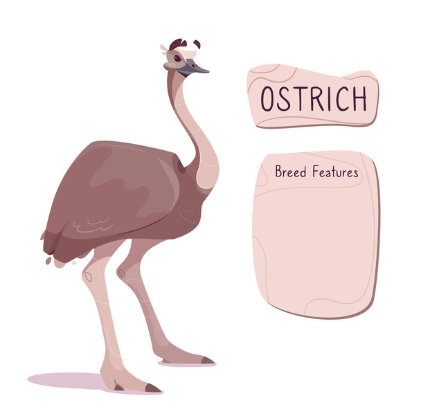 Vector illustration of an Australian emu ostrich. Funny exotic bird of brown color on long legs. The inscription on wooden plate and place to describe the breed. For reference books, posters. Isolated - Vector, Image
