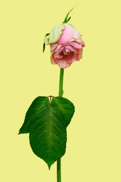 faded pink rose on a yellow background - Photo, Image