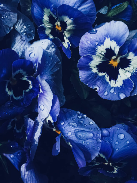 Blauwe bloem op donkere achtergrond, bloemen en natuur - Foto, afbeelding