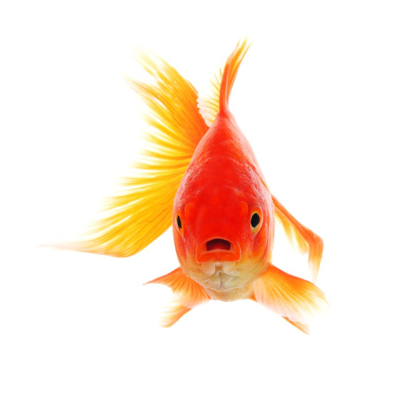 Золотая рыбка
 - Фото, изображение