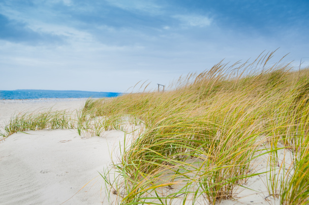 Маррамові трави дують вітром на пляжі в прибережних районах Нової Англії - Фото, зображення