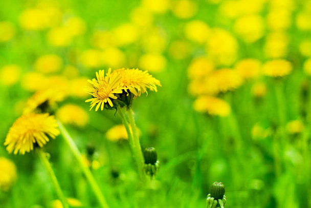 Yellow dandelions in bloom close up on blurred green field background, blowballs blossom flowers on spring lawn, beautiful summer nature landscape, taraxacum field on sunny day, copy space - Photo, Image