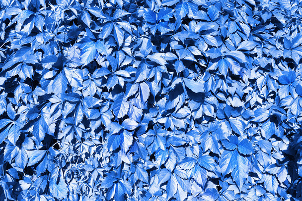 Niebieskie liście winogron tło, abstrakcyjne liści tekstury tło zbliżenie, fantazja kreatywny charakter wzór projekt, przestrzeń kopiowania, dekoracyjny obraz kwiatowy, Parthenocissus lub Virginia creeper wspinaczka roślin - Zdjęcie, obraz