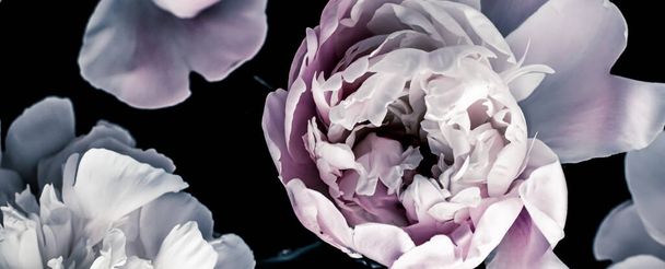 Пастельні півонічні квіти як квітковий мистецький фон, ботанічна плоска лінія та брендинг розкоші
 - Фото, зображення