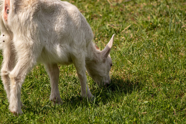 White domestic goat grazing - Photo, Image