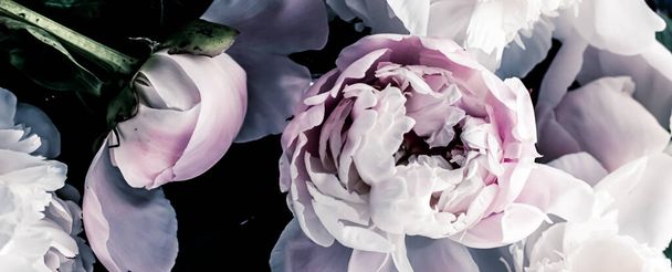Flores de peonía pastel como fondo de arte floral, flatlay botánico y marca de lujo
 - Foto, imagen