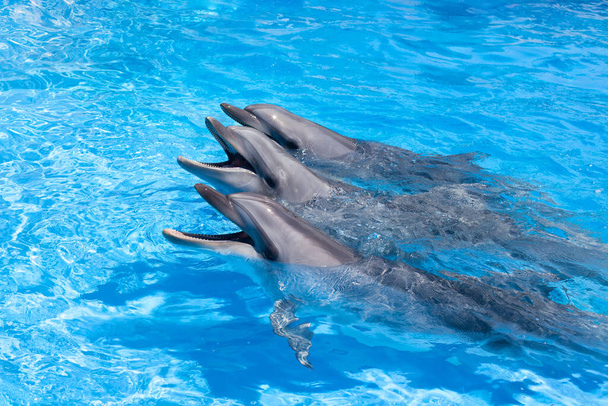 Três golfinhos felizes olhando para fora da água azul de perto
 - Foto, Imagem