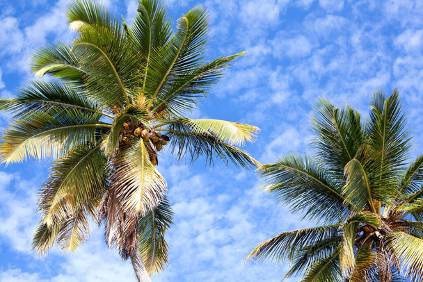 Palme grün mit Kokosnüssen vor blauem Himmel und weißen Wolken in der Dominikanischen Republik - Foto, Bild