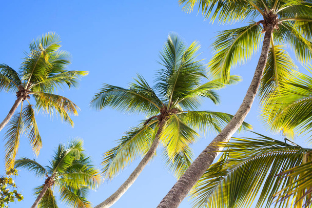 Palm tree green with coconuts on a background of blue sky and white clouds in Dominican Republic - Photo, Image