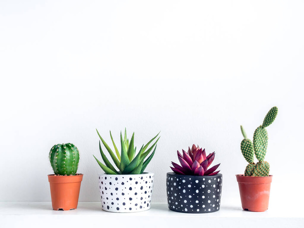 Planten pot. Groene en rode sappige planten in modern zwart-wit met stippen patroon kleur geschilderd beton plantenbakken en cactus in kunststof potten op plank op witte achtergrond. - Foto, afbeelding