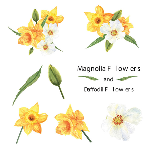 Ramos de flores de magnolia amarilla y narciso florales botánicos llustration acuarela vector aislado - Vector, imagen
