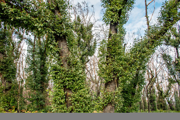 Australský keř po požáru: eukalyptový strom 6 měsíců po těžkém požárním poškození. Eukalyptus může přežít a znovu vyrašit z pupenů pod kůrou nebo z lignotuber na úpatí stromu. - Fotografie, Obrázek