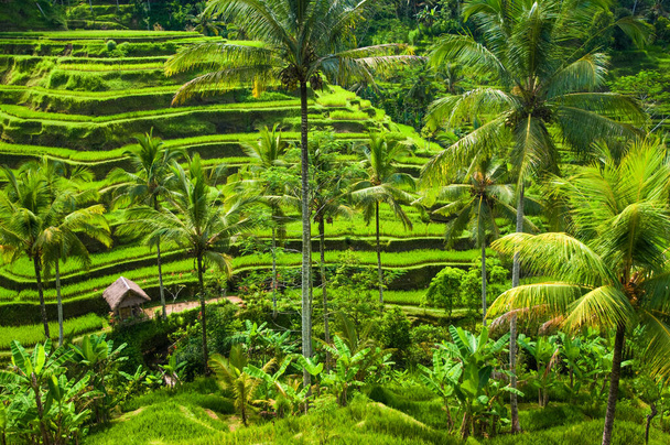 Зелені поля рису з кокосовою пальмою на схилі пагорба в Убуді (Балі, Індонезія).. - Фото, зображення