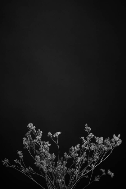 Studio photo black and white flowers and plants,flowers on black background - Foto, immagini