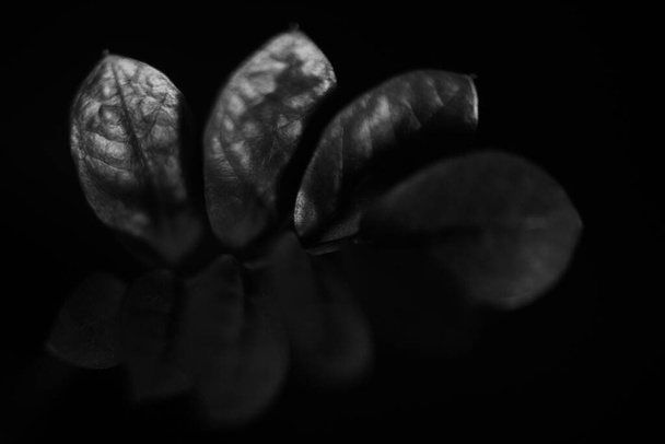 Φωτογραφία στούντιο ασπρόμαυρα λουλούδια και φυτά, λουλούδια σε μαύρο φόντο - Φωτογραφία, εικόνα