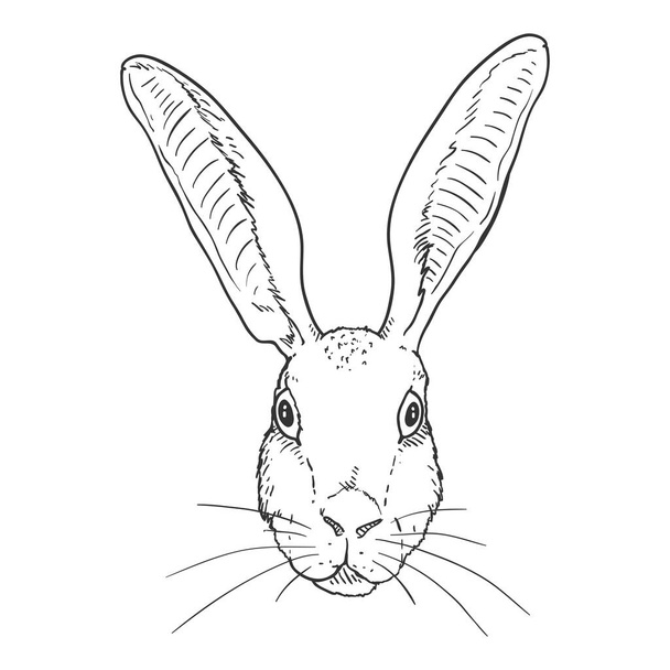 Vector Sketch Hare Head. Front View. - Vector, Image
