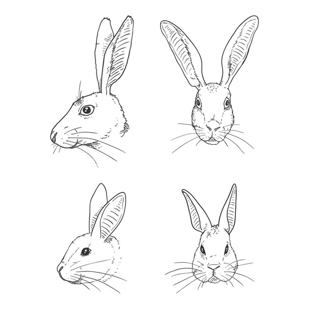 Conjunto de vetores de cabeças de coelhos e lebres
 - Vetor, Imagem