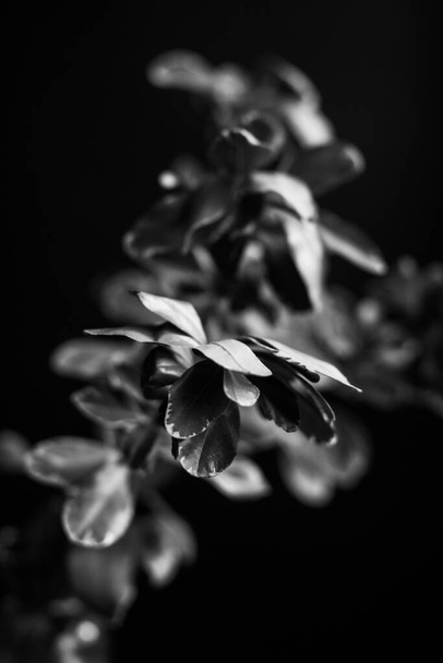 herbarium, pussies, bouquet of flowers on dark background,studio photo black and white flowers and plants - Foto, Bild