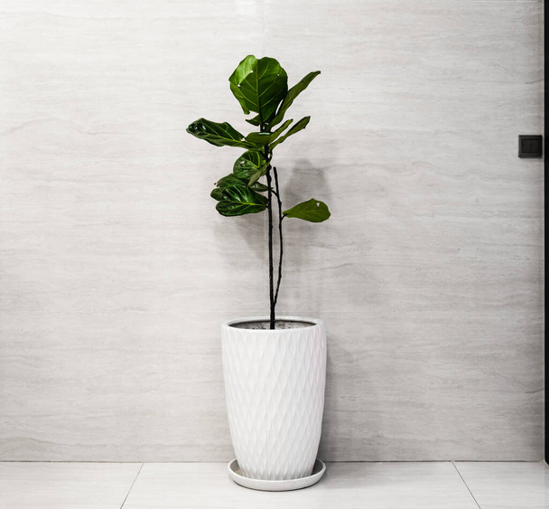 Dunkelgrüne Blattpflanze im weißen Topf gegen weiße Wand für die Innendekoration. - Foto, Bild