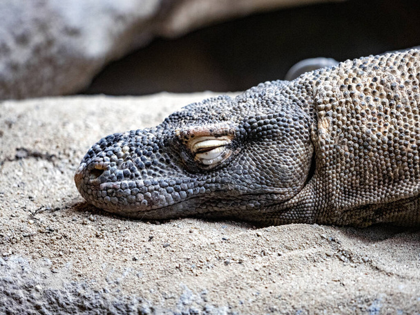 Portrait of a sleeping largest lizard, Komodo dragon, Varanus komodoensis - Photo, Image