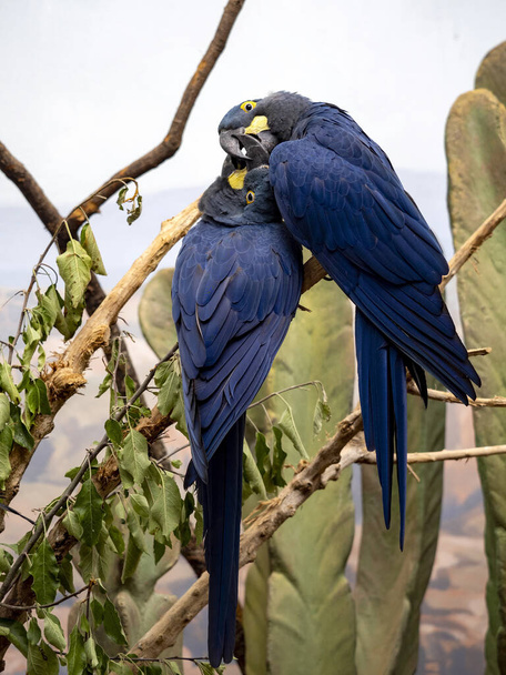 Learovo Macaw, Anodorhynchus leari, má krásné kovově modré peří, je podobné Hyacinth Macaw - Fotografie, Obrázek