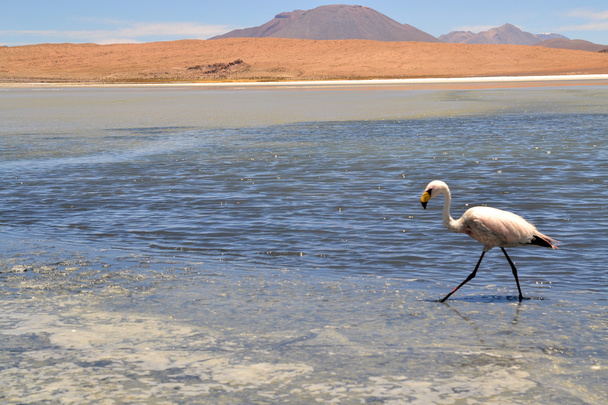 фламінго на озері в південній частині Болівії - Фото, зображення