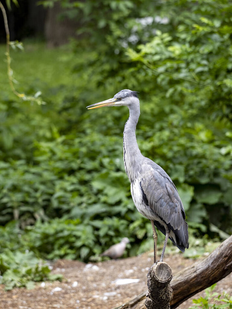 The gray heron, Ardea cinerea, is one of the common herons, nesting in the colonies - Photo, Image