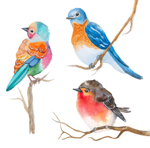 set of watercolor birds on white - Foto, imagen