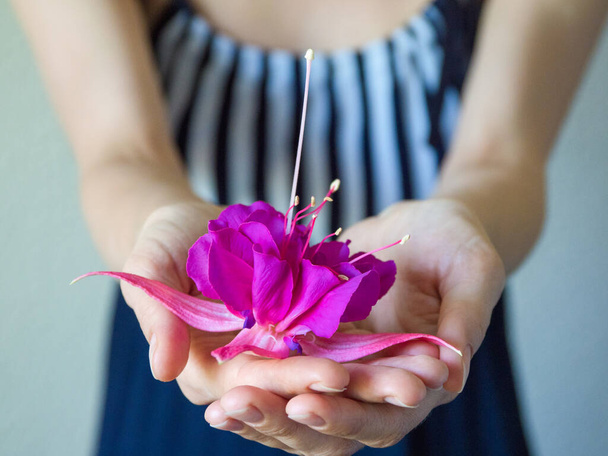 Frau reicht Hand mit großer lila Blume. Nahaufnahme der schönen Frauenhand mit lila Blume - Foto, Bild