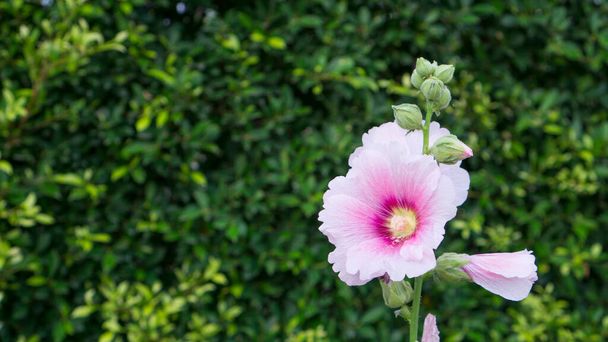 Beautiful Pink petals of Hollyhocks, known as Alcea is flowering plants in mallow family Malvaceae, on blurred green Ficus plant background - Photo, Image