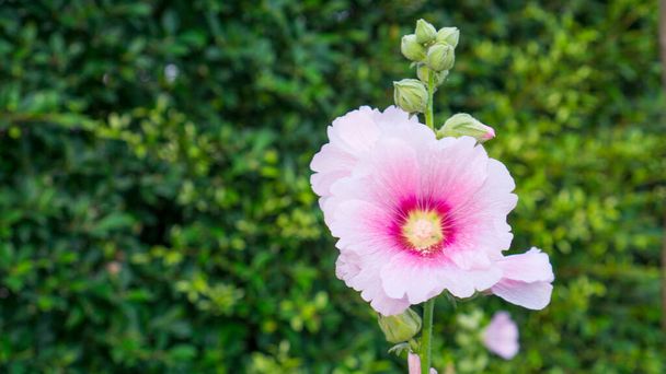 Beaux pétales roses de Hollyhocks, connu sous le nom d'Alcea est des plantes à fleurs dans la famille de la mauve Malvaceae, sur fond de plante Ficus vert flou - Photo, image