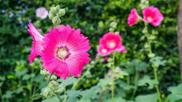 Beautiful red petals of Hollyhocks, known as Alcea is flowering plants in mallow family Malvaceae, on blurred green Ficus plant background - Photo, Image