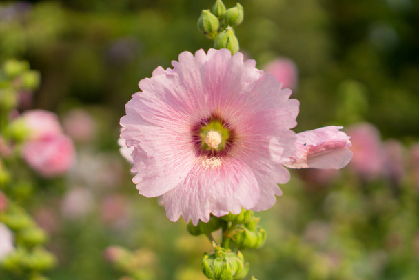 Gyönyörű rózsaszín szirmok Hollyhocks, más néven Alcea virágzó növények mályvacukor család Malvaceae - Fotó, kép