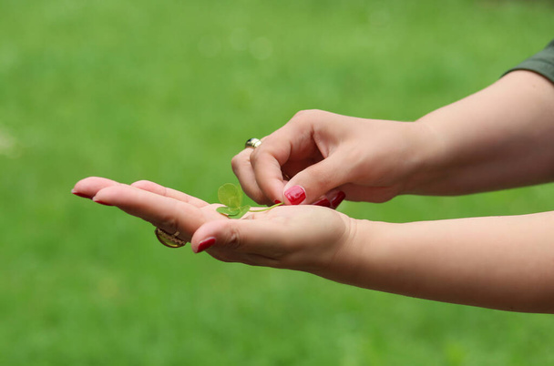 Nahaufnahme der Hand einer Frau, die ein vierblättriges Kleeblatt hält - Foto, Bild