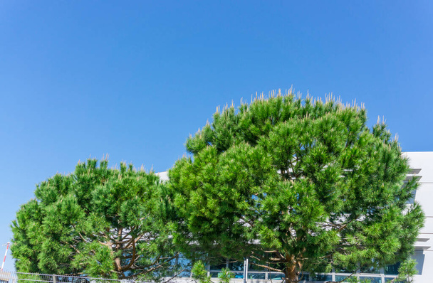 Le due forme semicircolari di pino cembro italiano sotto il cielo blu intenso
 - Foto, immagini
