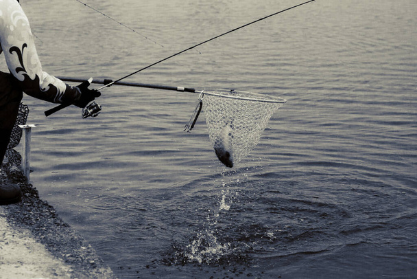 Taimenen kalastus järvellä. Kalastuksen virkistyskäyttö - Valokuva, kuva