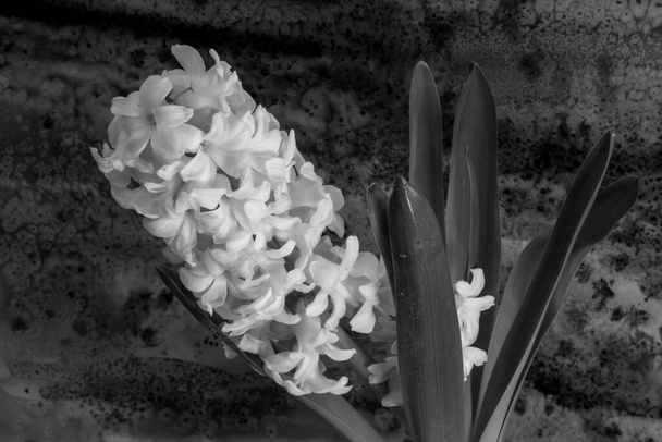 Schwarz-weiße Hyazinthenblüten auf dem hellen Hintergrund. Hyazinthus ist eine kleine Gattung von Zwiebelblütengewächsen aus der Familie der Spargelgewächse, Unterfamilie Scilloideae, die allgemein als Hyazinthen bezeichnet werden.. - Foto, Bild