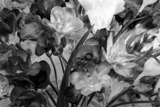Ασπρόμαυρα λουλούδια φρέζια σε φωτεινό φόντο. Η φρέζια είναι ένα γένος ποωδών πολυετών ανθοφόρων φυτών της οικογένειας Iridaceae. - Φωτογραφία, εικόνα