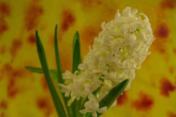 Hiacynt kwiaty na jasnym tle. Hiacynt jest małym rodzajem bulwiastych roślin kwitnących z rodziny szparagowatych, podrodziny Scilloideae, które są powszechnie nazywane hiacynty. - Zdjęcie, obraz