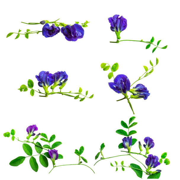 Collection of branches beautiful blue Butterfly pea and green leaf, known as bluebell vine or Asian pigeon wings, isolated on white background and copy space, dicut with clipping path - Photo, Image