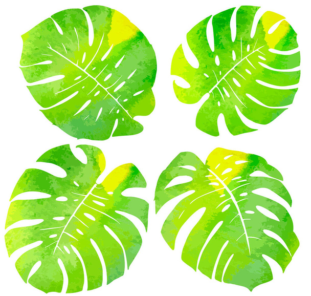 Folhas de monstera desenhadas à mão isoladas em fundo branco. Conjunto de folhas tropicais. Vector illustation
. - Vetor, Imagem