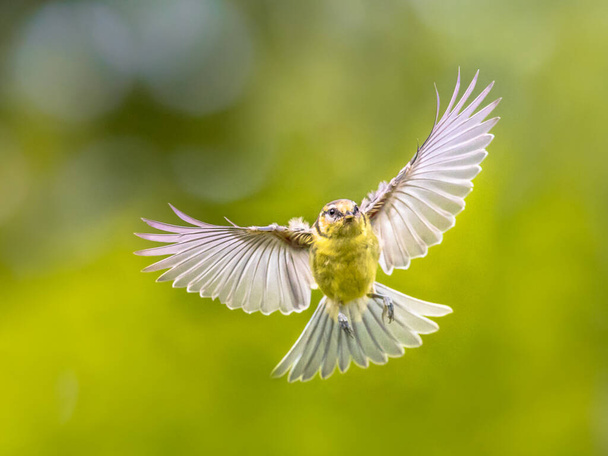 Pájaro volador. Teta azul (Cyanistes caeruleus) justo antes de aterrizar con alas estiradas con plumas extendidas sobre fondo verde del jardín
 - Foto, imagen