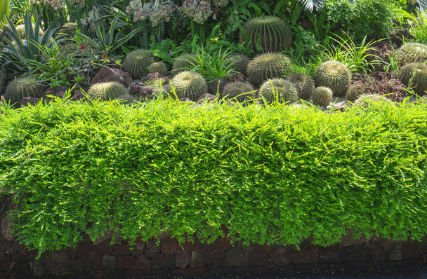 Bonito pequeno jardim de cacto, decorado com cactos, agave, pedra de areia marrom, folhas verdes planta de cobertura do solo e arbustos, planta de escalada em primeiro plano
   - Foto, Imagem