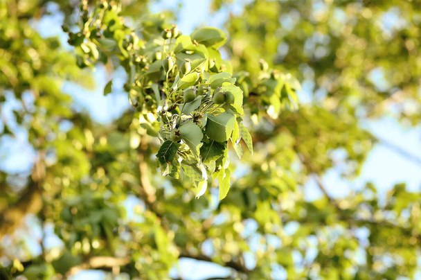 Πράσινα νεαρά μήλα φρούτα δέντρο σε ένα δέντρο, πράσινα νεαρά φύλλα, μπλε ουρανό σε μια ηλιόλουστη μέρα του καλοκαιριού. Κήπος. Φρούτα. Έννοια κηπουρικής. Αντιγραφή χώρου - Φωτογραφία, εικόνα