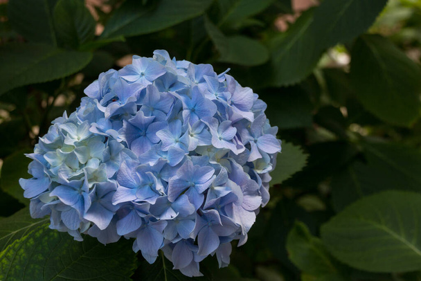 Niebieskie kwiaty hortensji. Hydrangea (powszechnie nazywana hortensją lub hortensją) - rodzaj roślin kwitnących, występujący w Azji Południowej i Wschodniej oraz w Ameryce.. - Zdjęcie, obraz